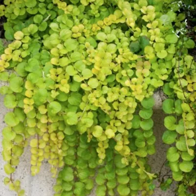 Lysimachia Nummularia aurea