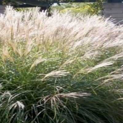 Miscanthus sinensis Adagio v.9