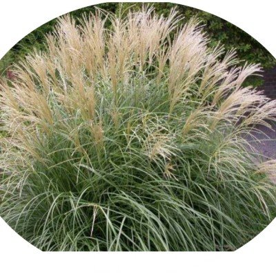 Miscanthus sinensis Adagio v.9