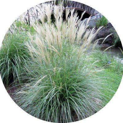 Miscanthus sinensis Adagio v.9