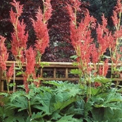 Rheum palmatum tanguticum