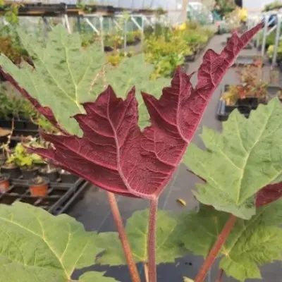 Rheum palmatum tanguticum