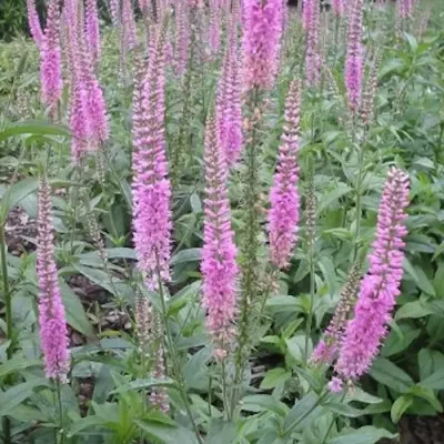 Veronica longifolia 'Pink...