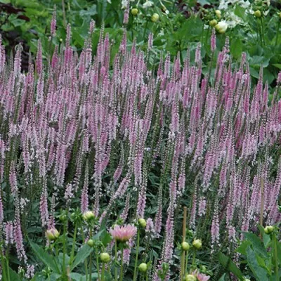 Veronica longifolia 'Pink...