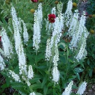 Veronica longifolia 'Alba'