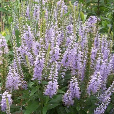 Veronica Longifolia Zoe