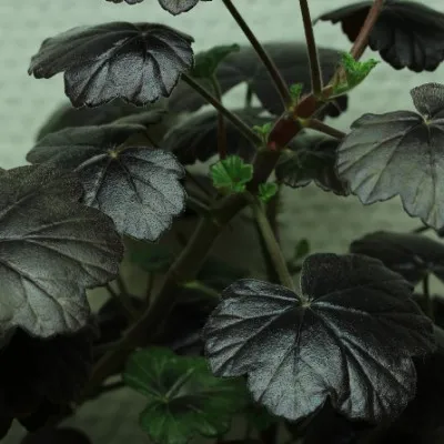 Pelargonium Steffens...