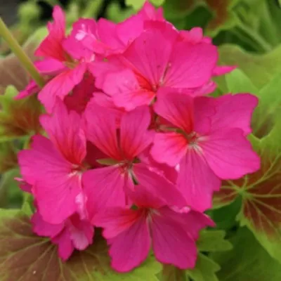 Pelargonium  Deanna...