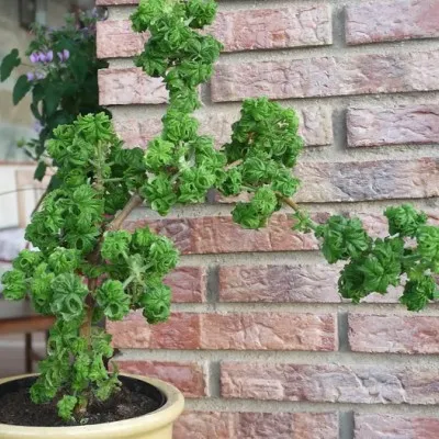 Pelargonium graveolens...