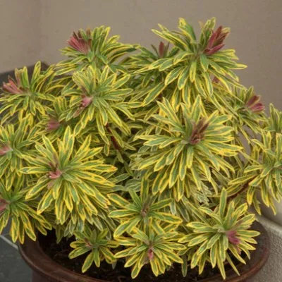 Euphorbia x martinii “Ascot...