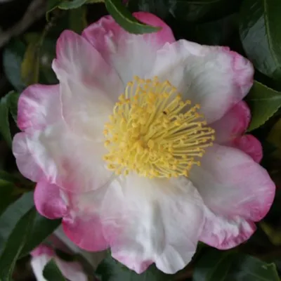 Camelia sasanqua HanaJiman...