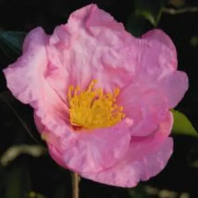 Camelia sasanqua...