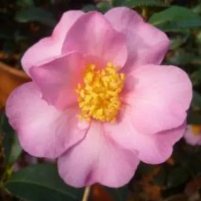 Camelia sasanqua...