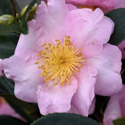 Camelia sasanqua...