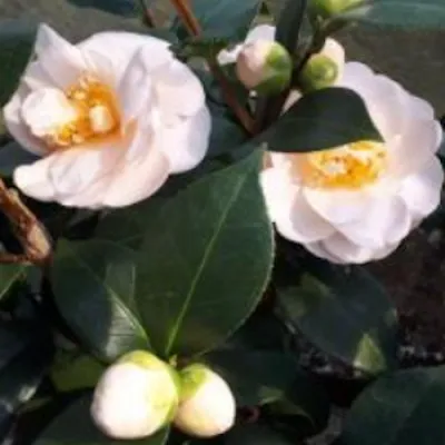 Camelia sasanqua Botanyuki...