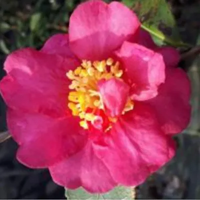 Camelia sasanqua Sekiyo v.18