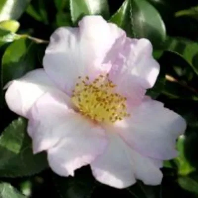 Camelia sasanqua shel Pink...