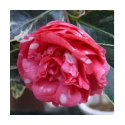 Camelia Japonica Benten...