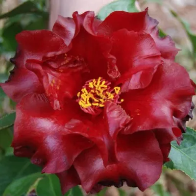 Camelia Japonica BlackMagic...