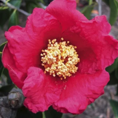 Camelia Chekiangoleosa v.18