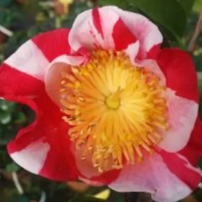 Camelia Japonica Higo...