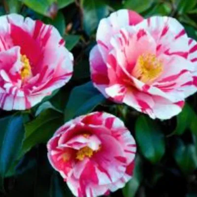 Camelia japonica...