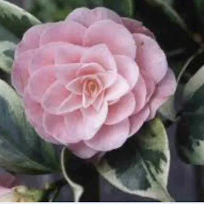 Camelia japonica kerguelen...