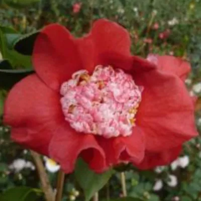 Camelia japonica Kumagai...