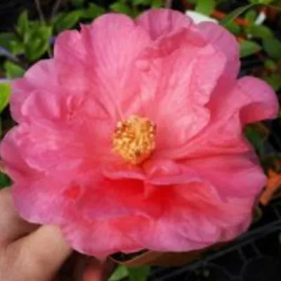 Camelia Interval