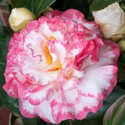 Camelia japonica Margaret...