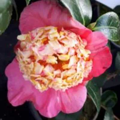 Camelia japonica Higo Myojo