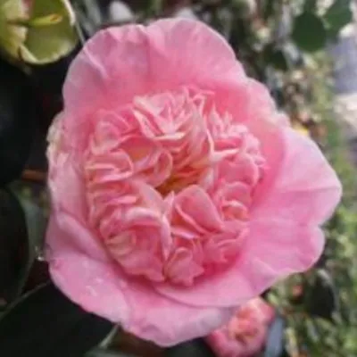 Camelia japonica Higo...