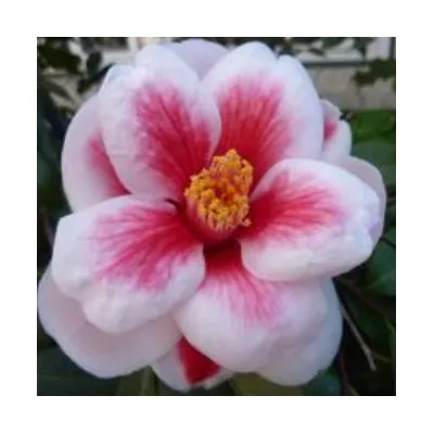 Camelia japonica Tama...