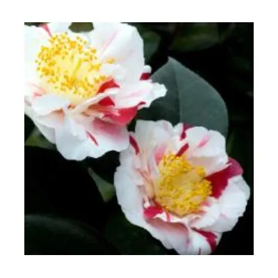 Camelia japonica Higo Tahyo...