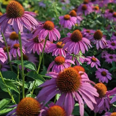 Echinacea Pow wow Wild Berry