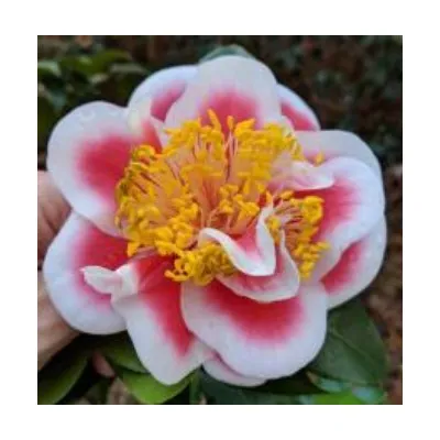 Camelia japonica Tama...