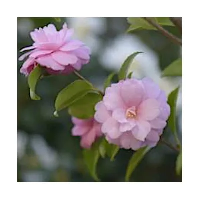 Camelia japonica...