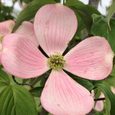 Cornus Kousa stellar Pink...