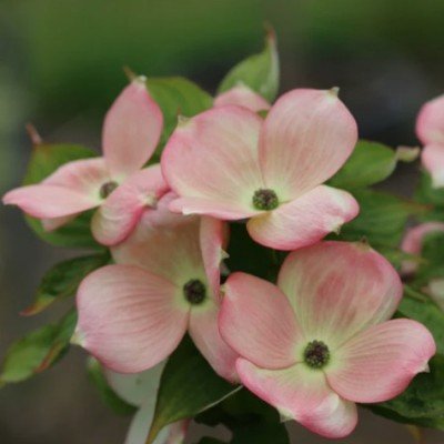 Cornus Kousa stellar Pink...