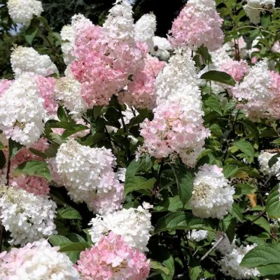 Hydrangea Paniculata...