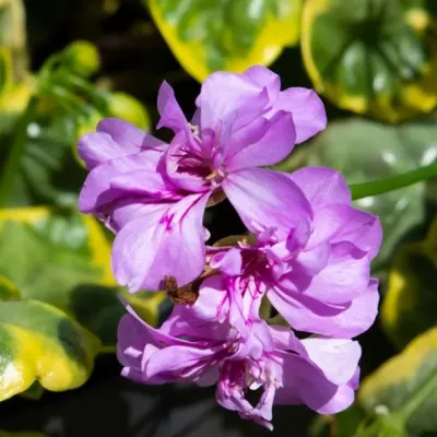 Pelargonium Golden Lilac...