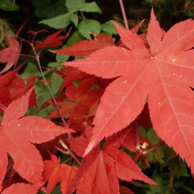 Acer pamatum Hino Tsukasa...