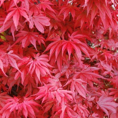 Acer Palmatum Skeeter's...