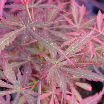 Acer palmatum Jerre Scwartz