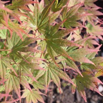 Acer Palmatum 9001 vaso 15