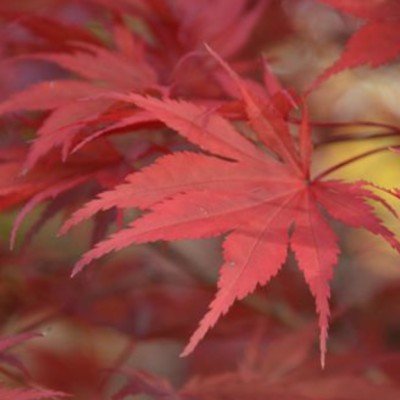 Acer Palmatum 9001 vaso 15