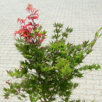 Acer Palmatum 9001 vaso 15