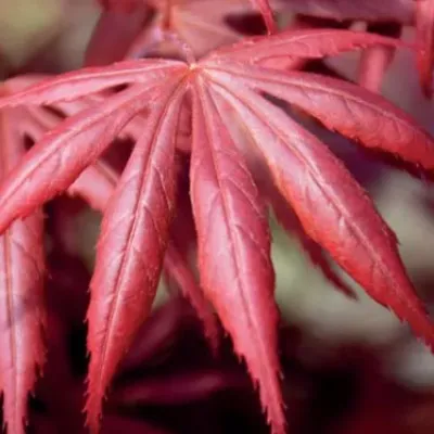 Acer palmatum 'Trompenburg'...