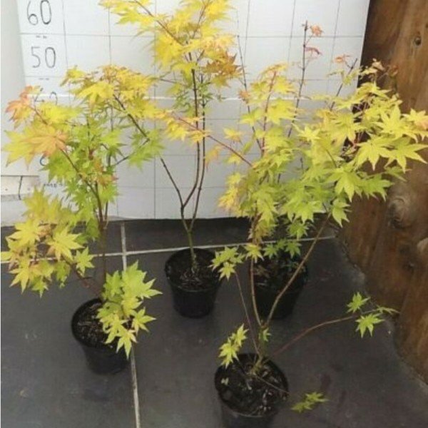 Acer Palmatum Auric 