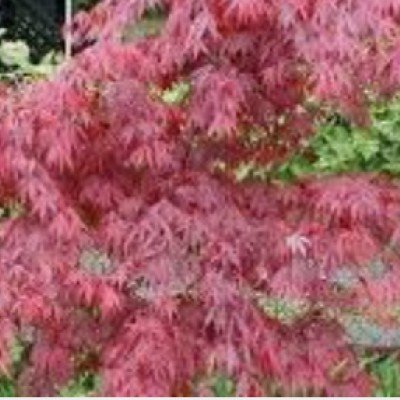 Acer Palmatum Suminagashi...